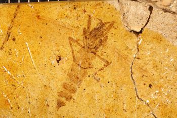 Media type: image;   Entomology PALE-5432